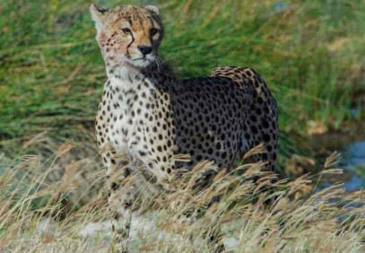 7 Days Tarangire, Lake Natron, Serengeti & Ngorongoro Safari