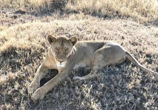Lioness