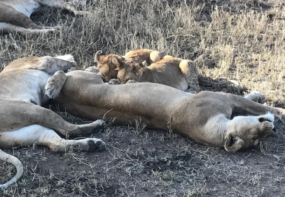 6 Days Great Tanzania Northern Serengeti Migration