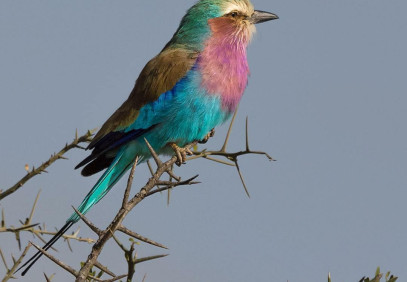 4 Days Tarangire, Serengeti & Ngorongoro Crater Safari