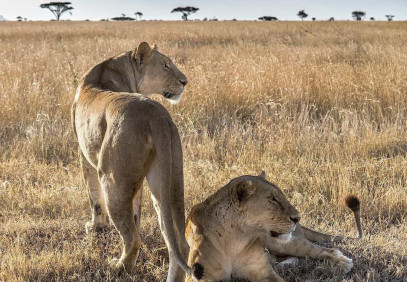 7 Days Wildebeest Mara River Crossing Safari in Serengeti