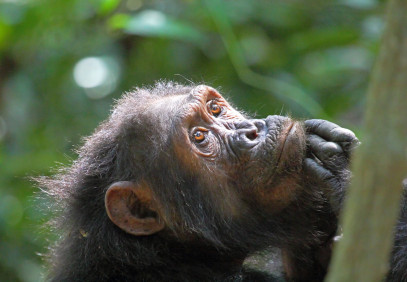 10 Days Mkomazi, Gombe Stream & Serengeti Safari