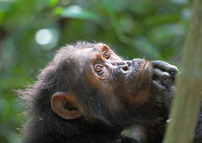 10 Days Mkomazi, Gombe Stream & Serengeti Safari
