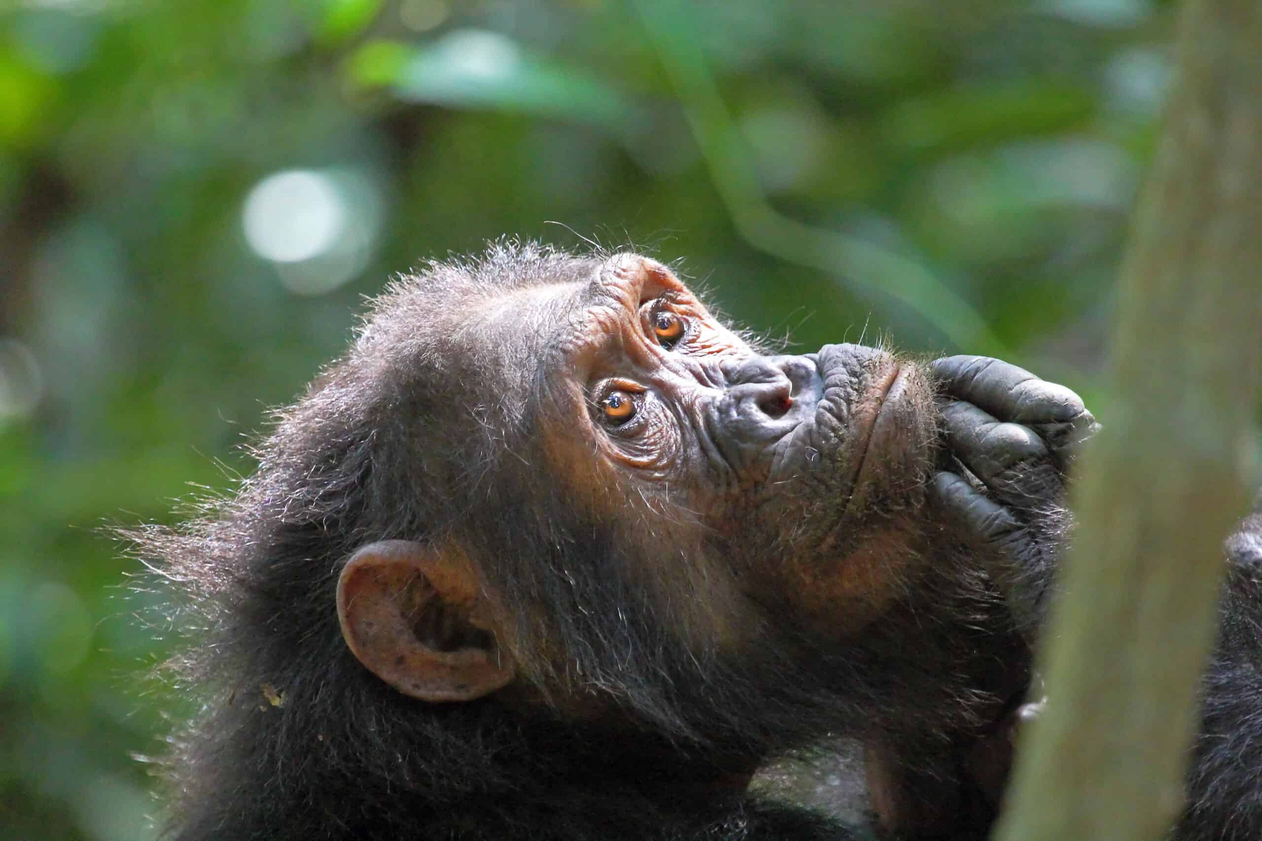 10 Days Mkomazi, Gombe Stream & Serengeti Safari