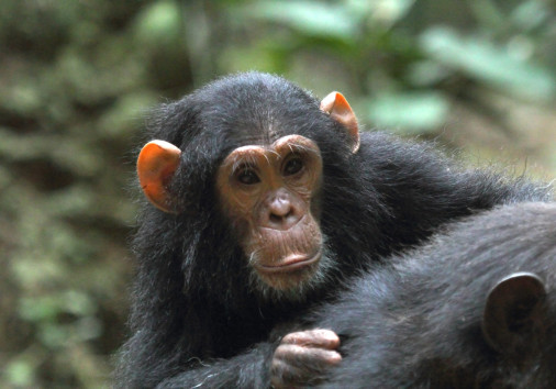 Young Chimpanzee On The Mother