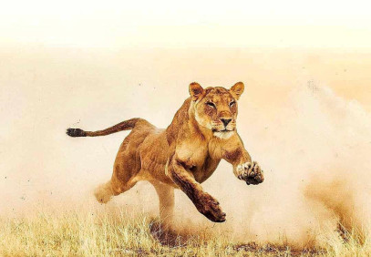 5 Days Great Migration Safari Calving Season