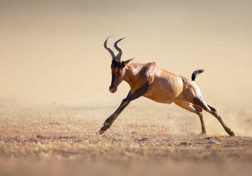 Red Hartebeest Running