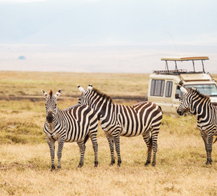 3 Days Unforgettable Serengeti Mid-Range Lodge Safari