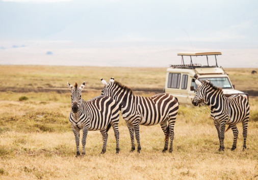 Zebra In Nature