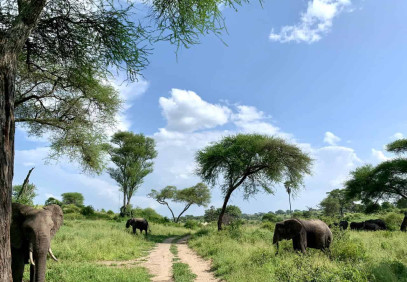 5 Days Tarangire, Manyara, Serengeti & Ngorongoro Safari