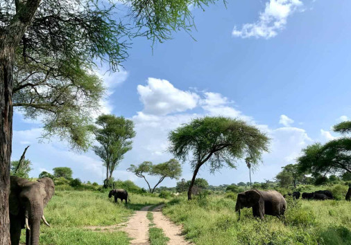 Elephant eating grass