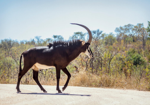 Sable Antelope In Kruger National Park, South Africa