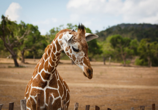 Philippines Calauit Island Whild Park, Giraffe
