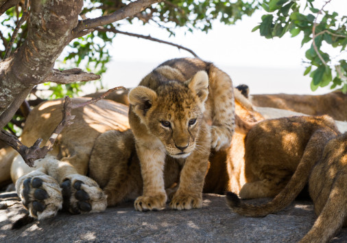 94719635 L Normal None