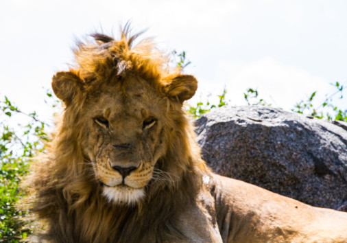 94719987 L Normal None