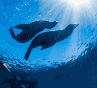 10-Day Amazon and Galapagos Safari