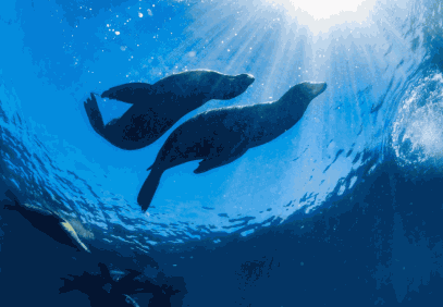 10-Day Amazon and Galapagos Safari