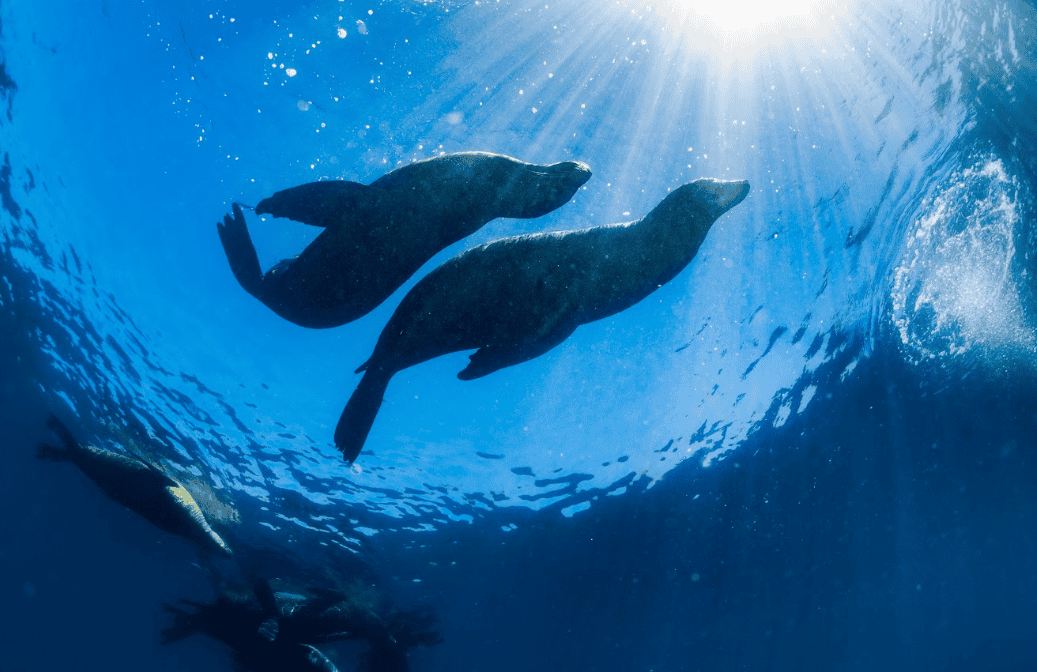 10-Day Amazon and Galapagos Safari