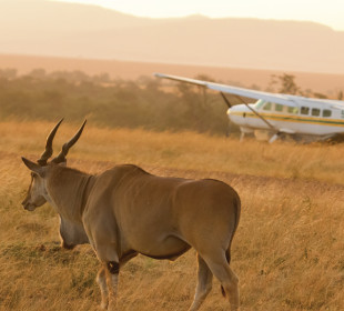 6 Days Amazing Fly-in Southern Tanzania Safari