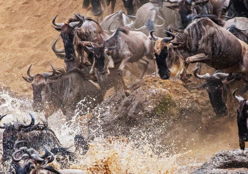 Great Wildebeest Migration