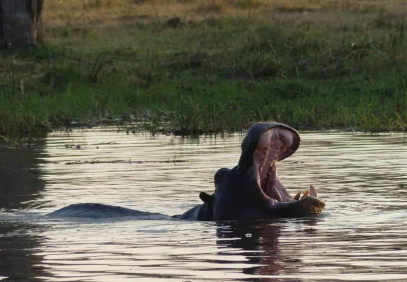 11-Day Hippo Camping Safari