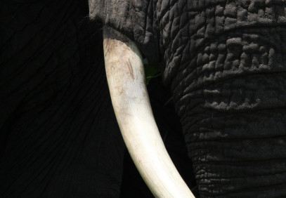 7-Day Big 5 Private with Walking Safari