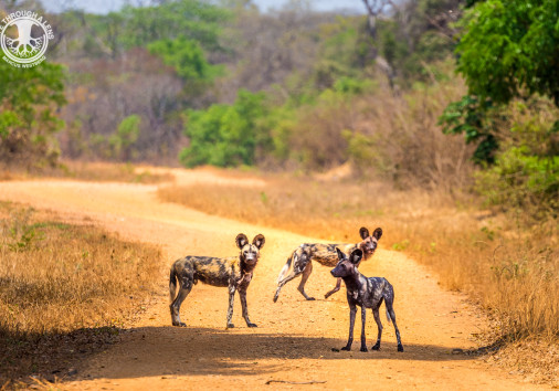 Kafue River Lodge 5