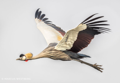 10-Day Kafue National Park Camping Safari