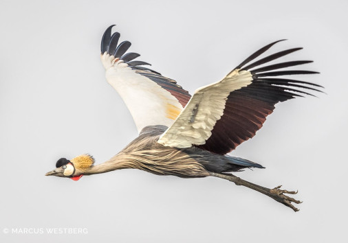 Kafue River Lodge Crane