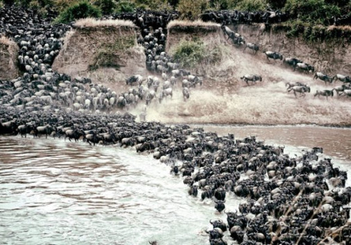 Kay Moseley Wildebeest River Crossing Tanzania 850 400 750x420