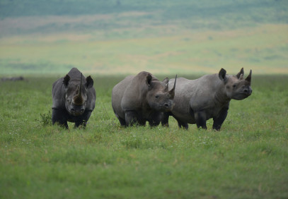 4-Day Maasai Mara and Lake Nakuru