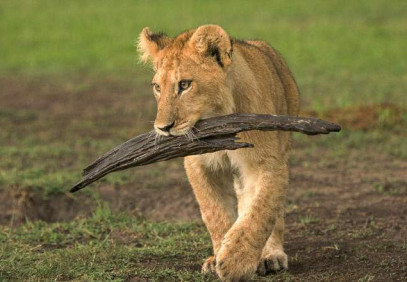 4 Days Masai Mara and Lake Nakuru Safari