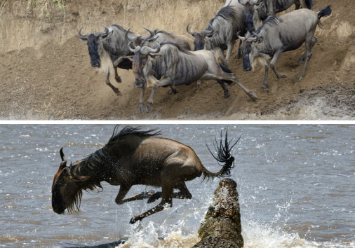 Migration Wildebeest In The Jaws Of A Crocodile