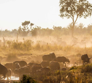 3 Days Nyerere National Park Safari Southern Tanzania