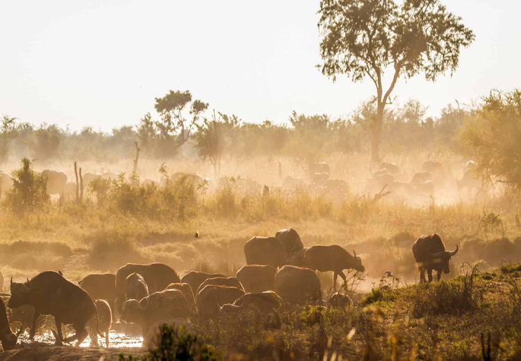 3 Days Nyerere National Park Safari Southern Tanzania