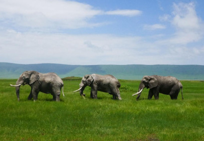 3-Day Northern Tanzania Fly-in Luxury Safari