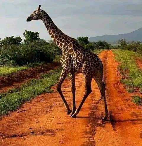 10 Days Kenya Photography Safari