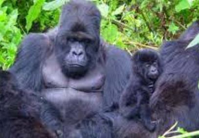 4 Days Gorilla Trekking Safari & Lake Bunyonyi