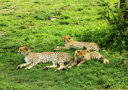 Cheetahs In Tarangire Cas