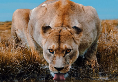 4-Day Premium Luxury Tanzania Safari