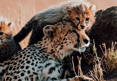 6-Day The Best Premium Tanzania Luxury Safari