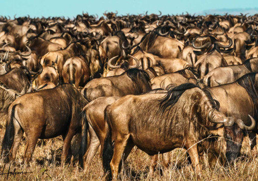 Great Migration Wildebeest Herd Maasai Mara