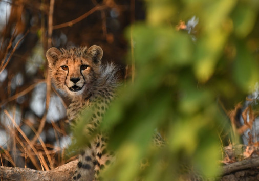 Kikuji Camp Kafue National Park Kafue River Cheetah Cub