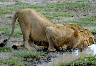 6-Day Big Five Safari: Discover Kenya’s Wild Heart