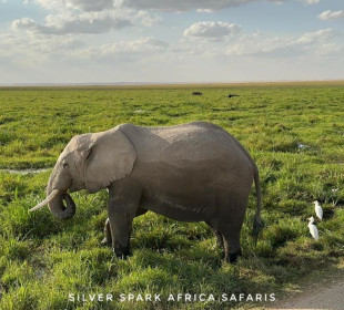 11-Day Kenya & Tanzania Safari