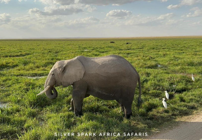 11-Day Kenya & Tanzania Safari