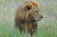 7-Day Samburu, Maasai Mara, Nakuru & Naivasha