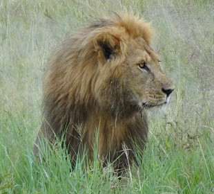 7-Day Samburu, Maasai Mara, Nakuru & Naivasha
