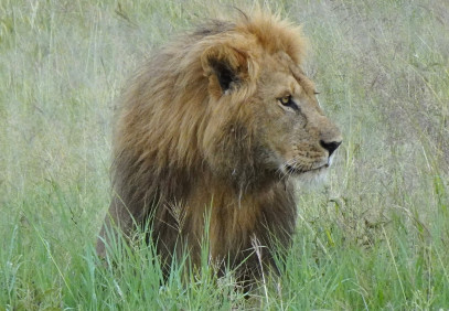 7-Day Samburu, Maasai Mara, Nakuru & Naivasha