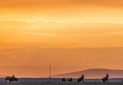 8-Day Mara Awakens: Front Row Spectacle